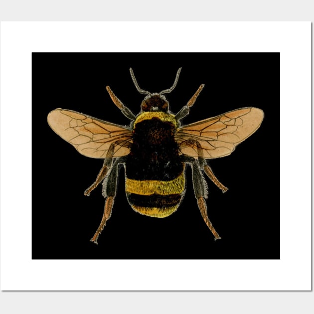 Bumble bee Wall Art by MichaelaGrove